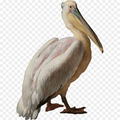 Pelican-PNG-HD-Quality.png
