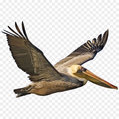 Pelican-Transparent-Image.png