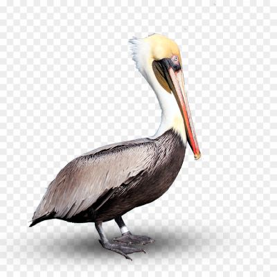 Pelican-Transparent-Images.png