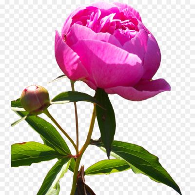Peonies-PNG-HD-FJLCFHQV.png