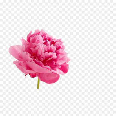 Peonies-PNG-Image-V4PGRYPB.png