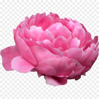 Peonies-PNG-Photo-OM0FWHZA.png