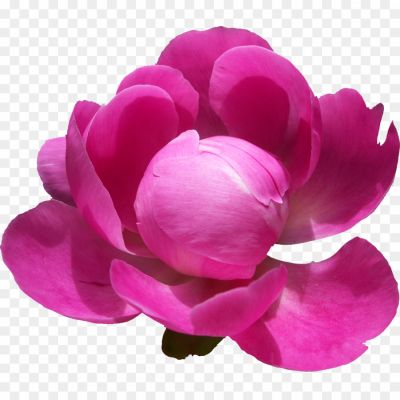Peonies-PNG-Pic-67THOTNV.png