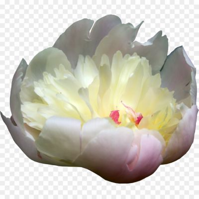 Peonies-PNG-Picture-L8DHT8DG.png