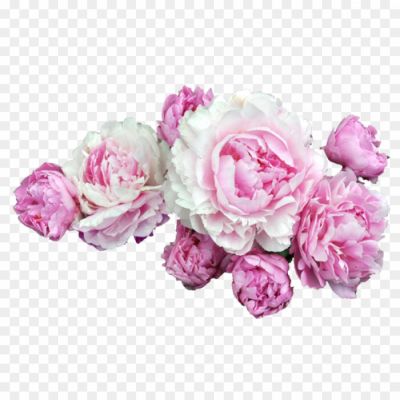 Peonies-PNG-Transparent-Image-8RBVL44H.png