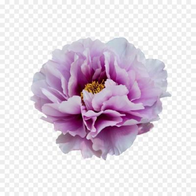 Peony-PNG-Clipart-G4CVRNF3.png