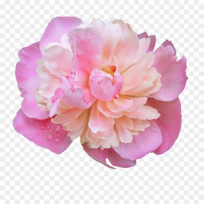 Peony-PNG-Photos-OHB9IQKW.png