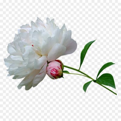 Peony-PNG-Transparent-VFRRB1MA.png