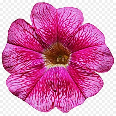 Petunia-PNG-Photos-4HQP7R3I.png PNG Images Icons and Vector Files - pngsource