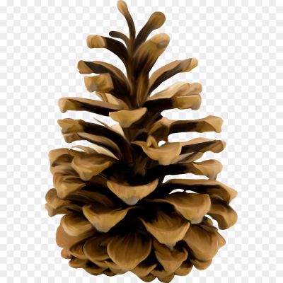 Pine-Cone-Illustration-PNG-Free-File-Download-DJPVGYH6.png