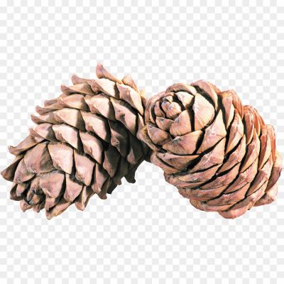 Pine-Cone-Illustration-PNG-Images-HD-QXPZK30I.png