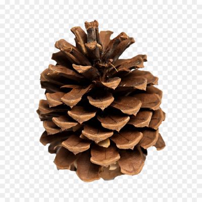 Pinecone-Background-PNG-ZP4QT1XU.png PNG Images Icons and Vector Files - pngsource