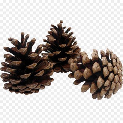 Pinecone-PNG-Background-Image-2J10FFT5.png