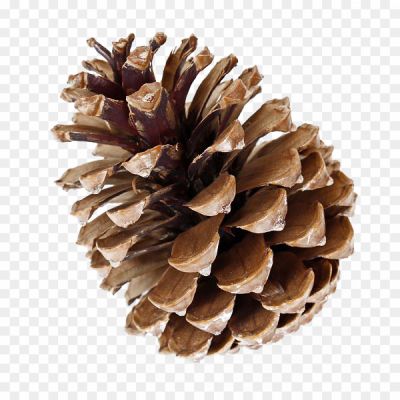 Pinecone-PNG-Free-Download-I28SPZ83.png PNG Images Icons and Vector Files - pngsource