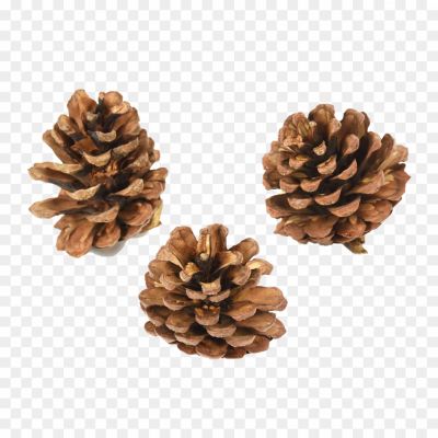Pinecone-PNG-Pic-UH2ONTYO.png PNG Images Icons and Vector Files - pngsource