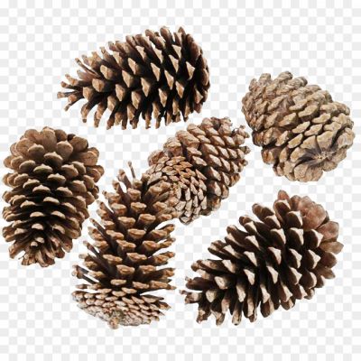 Pinecone-PNG-Transparent-HD-Photo-89PD7AD9.png