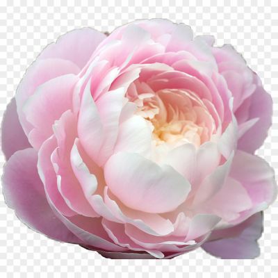 Pink-Flower-Transparent-Background-LN4IEI72.png