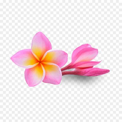 Pink-Frangipani-Flower-PNG-Clipart-O3UWQLB0.png
