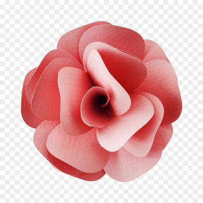 Pink-Frangipani-Flower-PNG-Photos-WXB461QV.png