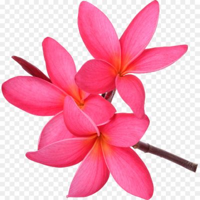 Pink-Frangipani-Transparent-Background-CKB7UHTI.png PNG Images Icons and Vector Files - pngsource