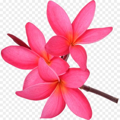 Pink-Frangipani-Transparent-Background-CKB7UHTI.png