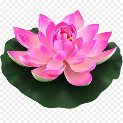 Pink-Lotus-Flower-PNG-Transparent-Image-PO5620NE.png PNG Images Icons and Vector Files - pngsource