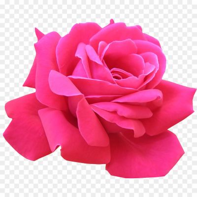 Pink-Rose-FOK0SLF6.png PNG Images Icons and Vector Files - pngsource