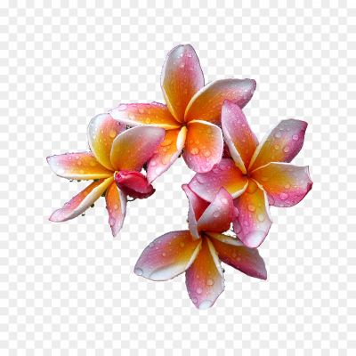 Plumeria-PNG-Free-Download-DOP8065W.png