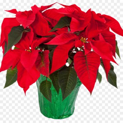 Poinsettia-PNG-HD-WPC0ZXZ3.png