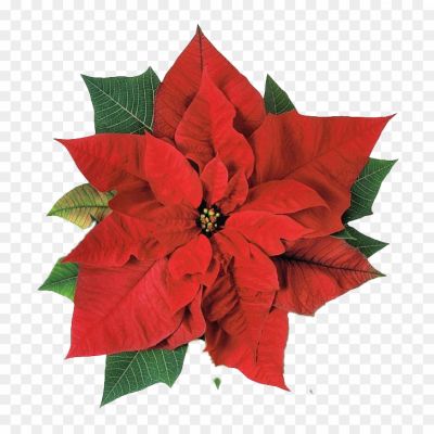 Poinsettia-Transparent-PNG-WH7TGQY2.png