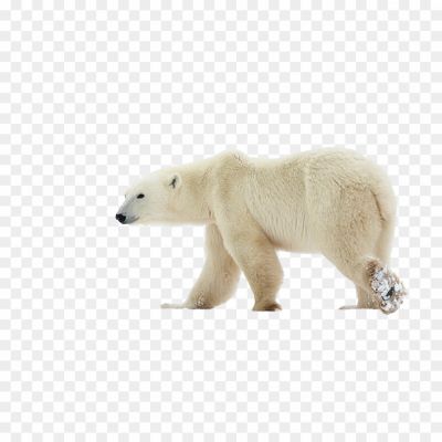 Polar-Bear-walking-image_png tranparent PNG download free _8293.png