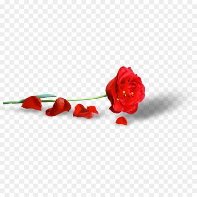 Poppy-PNG-Clipart-03VIF750.png