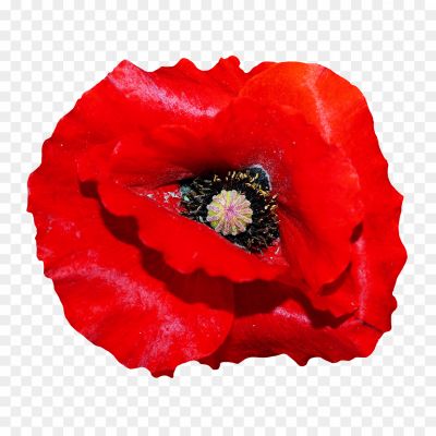 Poppy-PNG-File-S06NW1CY.png