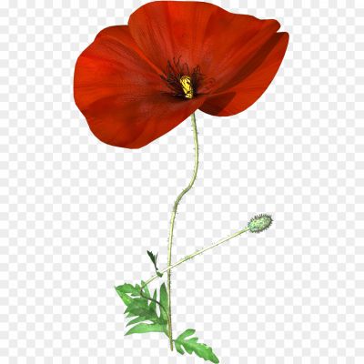 Poppy-PNG-Isolated-Photos-513M7AD5.png