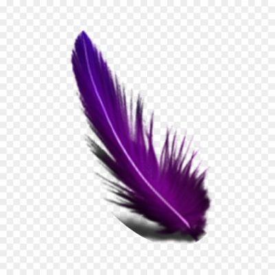 Purple Feather Transparent Image L0M5XFO2 - Pngsource