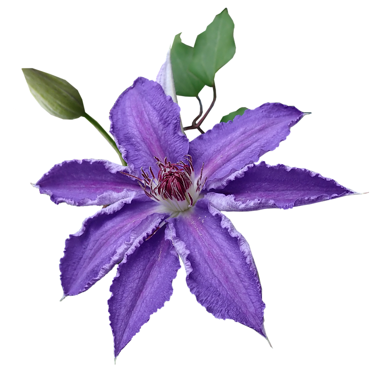 Purple-Flower-Background-PNG-Image-GSMCLVC6.png
