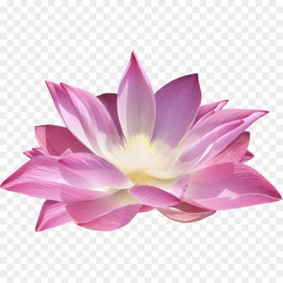 Purple Lotus Flower Transparent Background PRAS0AUJ - Pngsource