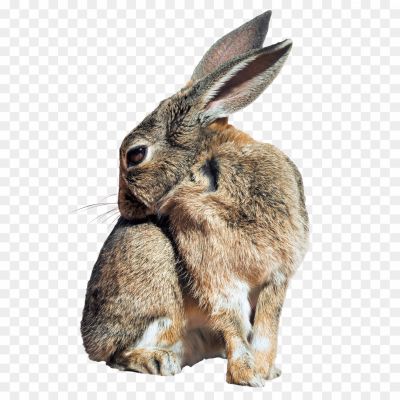 bunny, hare, rodent, cony, kahrgosh, sussa, rabbits