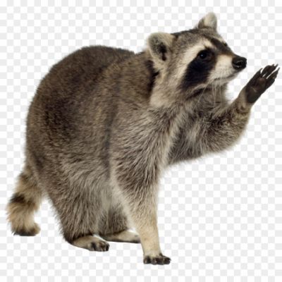 Raccoon png image transparent png_382008HE028U0W.png PNG Images Icons and Vector Files - pngsource