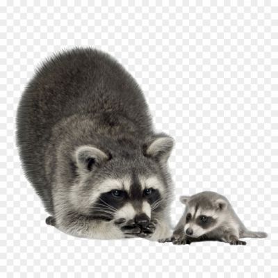 Raccoon with baby png image transparent png_3820E02QXAQ.png