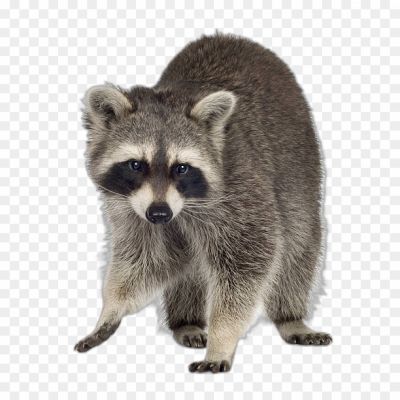 Raccoon, Mammal, Nocturnal, Masked Face, Striped Tail, Forest Dweller, Opportunistic Eater, Agile Climber, Curious Nature, Urban Adaptation