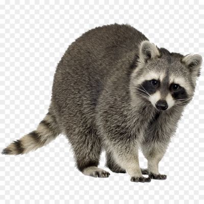 Raccoon-PNG-Pic-Background-Q5OBXTH6.png