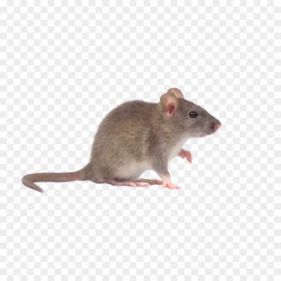 Rodent, Nocturnal, Small Mammal, Scurrying, Whiskers, Tail, Gnawing, Pest, Sneaky, Infestation, Cheese, Traps, Tunnels, Nocturnal, Urban, Scavenger, Adaptability, Survival, Burrow.