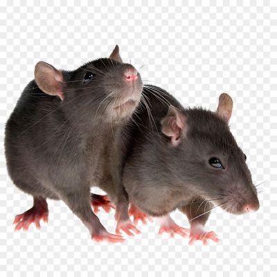 mice, chuha, musa, mussa, chuhe, rat