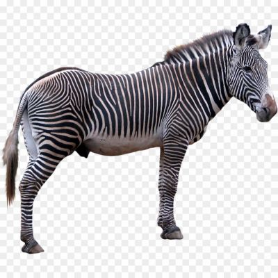 Realistic-Zebra-Download-Free-PNG-U0SQNEMK.png PNG Images Icons and Vector Files - pngsource