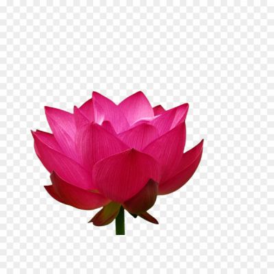Lotus Flower, Nelumbo Nucifera, Water Lily, Aquatic Plant, India's National Flower, Purity, Beauty, Enlightenment, Rebirth, Sacred Symbol, Spiritual Significance, Pink, White, Red, Aquatic Habitat, Floating Leaves, Aquatic Ecosystem, Meditation, Divine, Tranquility.