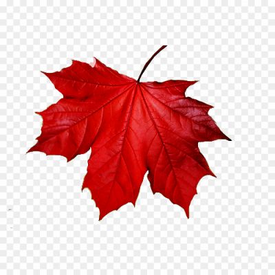 Red-Maple-Leaf-PNG-HD-Quality-Pngsource-11IR2HSI.png