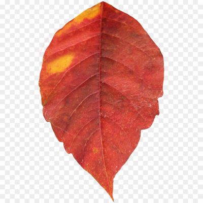 Red-Maple-Leaf-Transparent-Free-PNG-Pngsource-CGR51DP9.png