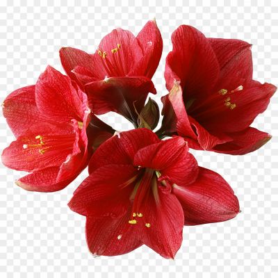 Red-Orchids-Transparent-Images-TQIHN3BD.png