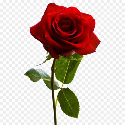 Red-Rose-Flower-PNG-HD-R83A7RUE.png